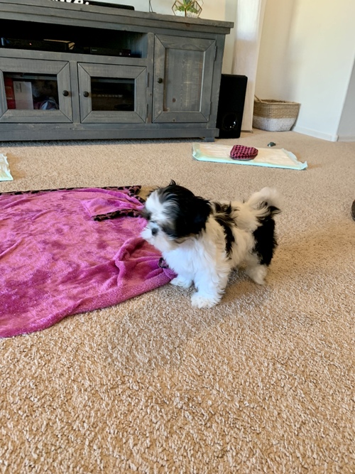 Gorgeous Shih Tzu Puppies - photo 2